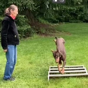 Obedience Match Entry